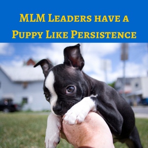 MLM Leaders have a Puppy Like Persistence, mlm leaders, mlm leadership, leaders in mlm